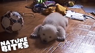 Baby Polar Bear Raised By Humans  Nature Bites [upl. by Sura]