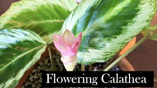 Flowering Calathea Three Calatheas in Bloom [upl. by Walcoff]