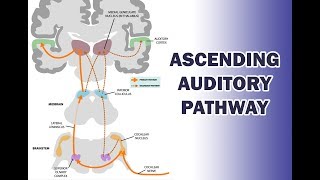 ASCENDING AUDITORY PATHWAY [upl. by Doreen]