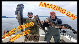 Puget Sound LingCod quotLIVE Baitquot [upl. by Nnor259]