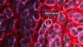 Malaria Lifecycle Part 1 Human Host 2016 [upl. by Chapland]