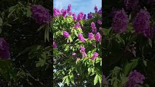 Lagerstroemia Indica flowers [upl. by Akinit288]