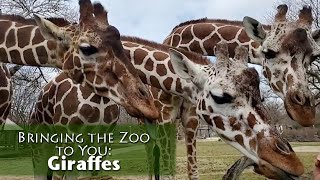 Bringing the Zoo to You Giraffes [upl. by Agler]