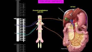 Sympathetics GI [upl. by Renmus]