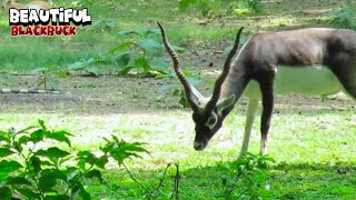 Wonderful Blackbuck Demonstrating His Alpha Beauty [upl. by Boothe]