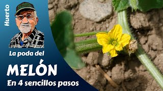 𝗠𝗘𝗟𝗢́𝗡 LA PODA DEL MELÓN EN 4 SENCILLOS PASOS [upl. by Ahsenrat]