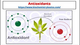 ALPHA amp BETA RECEPTORS For Nurses  NCLEX [upl. by Atirec320]