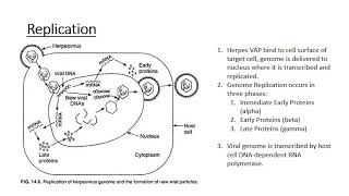 The Human Herpes Viruses [upl. by Ollayos]