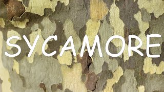 How to identify sycamore Platanus occidentalis  TREE ID 8 [upl. by Klehm839]