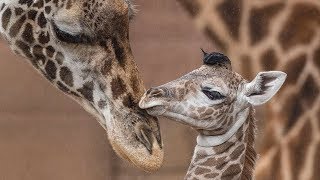 Baby Giraffes Run and Play [upl. by Korey]