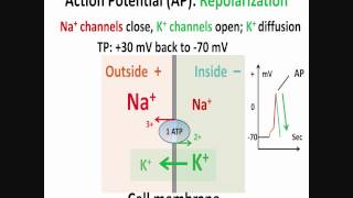 Neuron Action Potential Part 2 Depolarization Repolarization Hyperpolarization [upl. by Josephson]