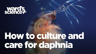 Caring and Culturing for Daphnia [upl. by Maurits]