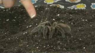 Pet Tarantula Care  Handling Tarantulas [upl. by Mollee]