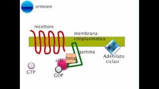 Recettore accoppiato a Proteina G [upl. by Southard]