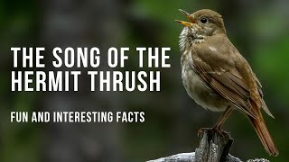 Fun Facts About the Beautiful Hermit Thrush Song [upl. by Sldney602]