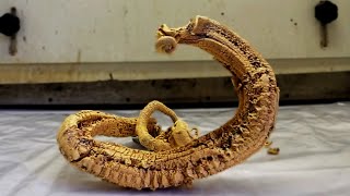 The Pharaohs Serpent demonstration [upl. by Sukey]