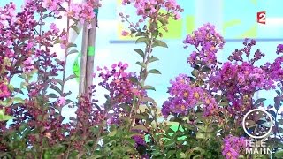 Jardin  Lagerstroemia ou Lilas des indes  20150717 [upl. by Floss]