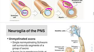 05 Neuroglia PNS and Myelin Formation [upl. by Seraphina]