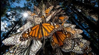 La gran migración de las mariposas monarca Danaus plexippus [upl. by Amity138]