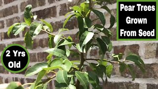 How To Grow Pear Trees From Seed  24 Months Old1 [upl. by Fortunio]