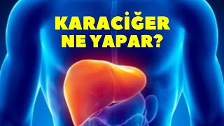 KARACİĞER NE YAPAR KARACİĞERİN GÖREVİ SERDAR AKGÜN [upl. by Kimura]