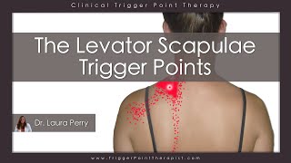 The Levator Scapulae Trigger Points [upl. by Richman]