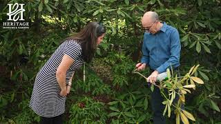 Rhododendron Pruning [upl. by Alhak230]