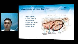 TEMEL VETERİNER ANATOMİ  Ünite 1 Özet [upl. by Hanikahs]