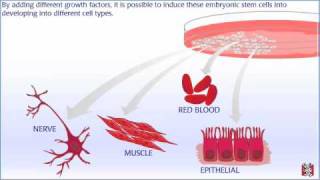 2402 Lab Zygote Morula Blastula Gastrula [upl. by Mehala]