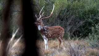 Hunting for Axis Blackbuck and Aoudad  1422 [upl. by Linn]