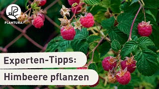 Himbeeren pflanzen So klappt’s Anleitung [upl. by Inafetse474]