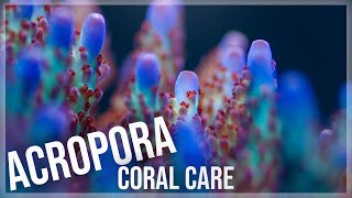 Fundamentals of Acropora Coral Care  SPS [upl. by Adlesirk]