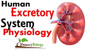 Human excretory system physiology [upl. by Shayne767]