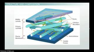 Plant Cell Wall Function Structure amp Composition [upl. by Hafinah]