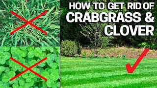 How to Get Rid of Crabgrass amp Clover in the Lawn  Weed Control Like a Pro [upl. by Seerdi]