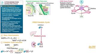 Cytochrome P450 Catalytic Cycle [upl. by Ydnir]