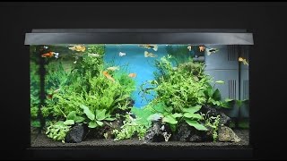 Juwel Aquarium Primo 60  60l Einrichtungsbeispiel  Tutorial [upl. by Deva]