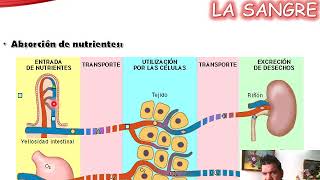 Generalidades del Sistema Hematológico [upl. by Roydd]