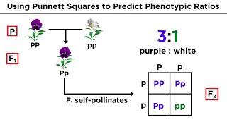 Mendelian Genetics and Punnett Squares [upl. by Imogen]