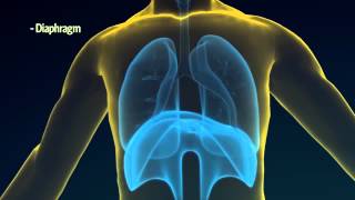 How COVID19 Affects Your Lungs [upl. by Costa305]