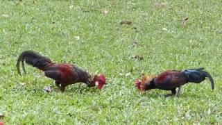 Ceylon Jungle fowl National Bird of Sri Lanka [upl. by Cherida791]