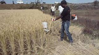 STIHL Brush cutter used as harvestor [upl. by Adnalohs640]