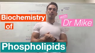 Phospholipids  Biochemistry [upl. by Retsevlys]