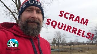 Squirrel Deterrents What Really Works [upl. by Millford]