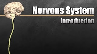 The Nervous System In 9 Minutes [upl. by Ecnadnak713]