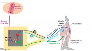 Lintégration des messages nerveux par le motoneurone en schéma [upl. by Hayott]