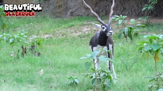 Blackbuck Looking For Impala [upl. by Dahsar73]