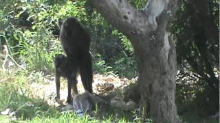 Baboon female seeks protection [upl. by Nigel]