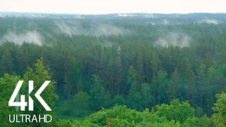 8 HOURS of Incredibly Calming Sound of Rain and Birds Chirping in the Forest 4K UltraHD [upl. by Arykat]