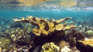 Elkhorn Coral Acropora palmata [upl. by Elfreda]